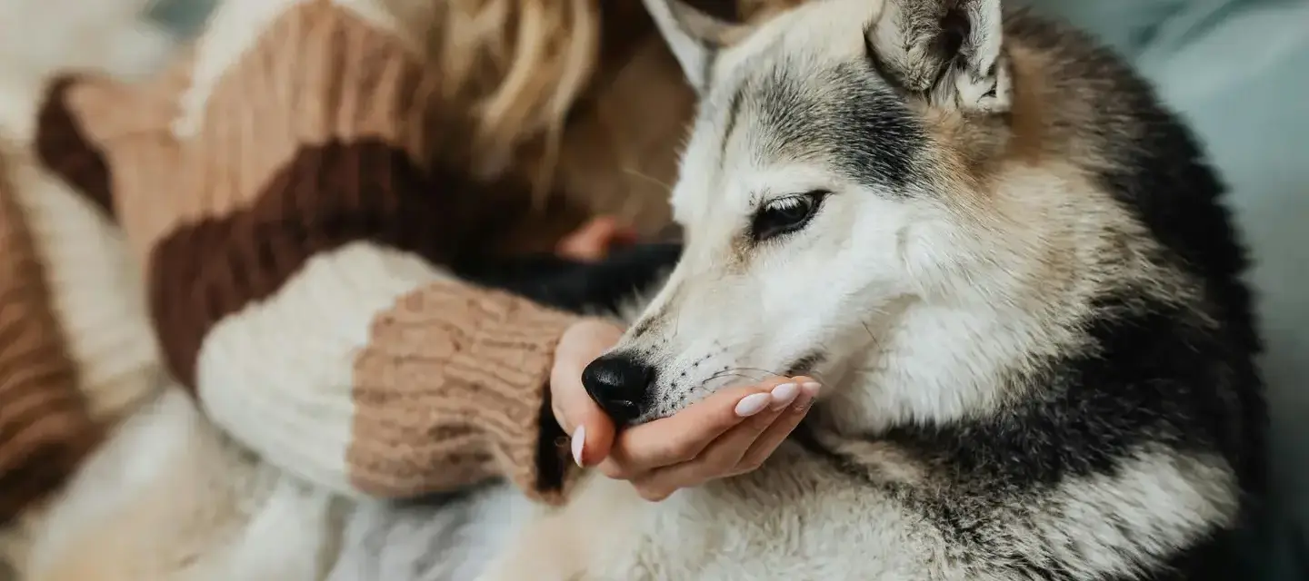 dog love icon