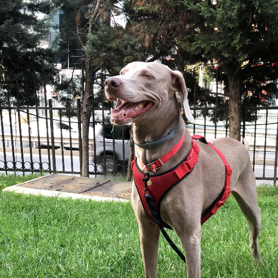 köpek fotoğrafı
