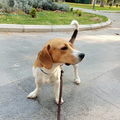 köpek fotoğrafı